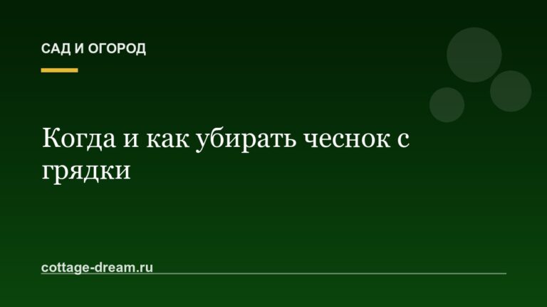 Когда и как убирать чеснок с грядки