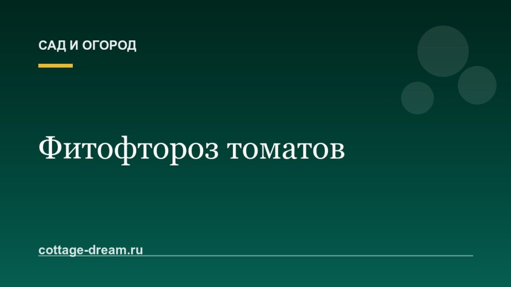 Фитофтороз томатов: признаки, лечение и профилактика