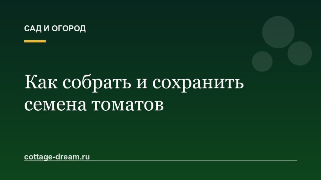 Как собрать и сохранить семена томатов