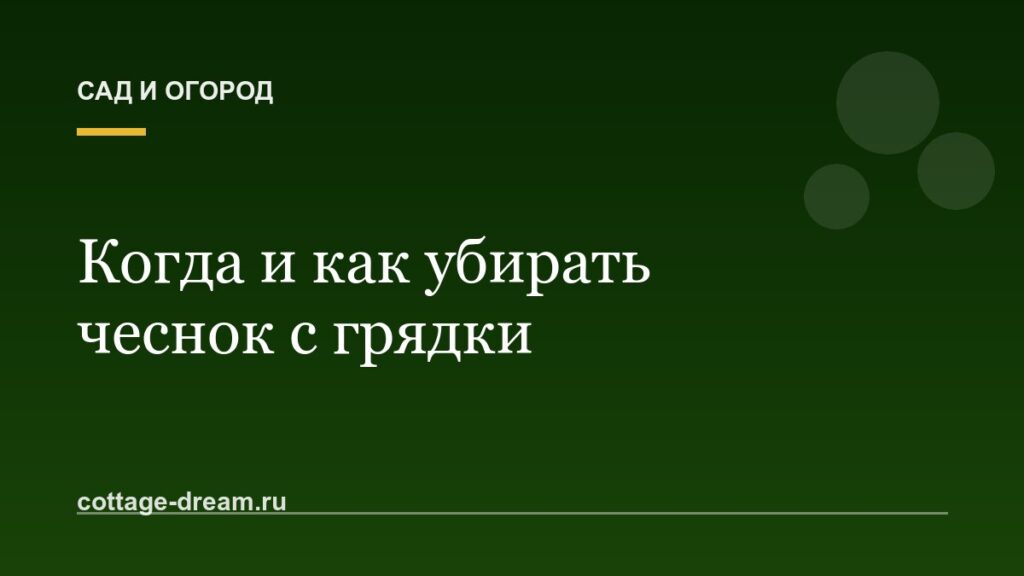 Когда и как убирать чеснок с грядки