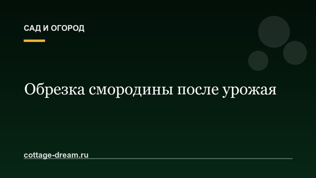 Обрезка смородины после сбора урожая: как и зачем