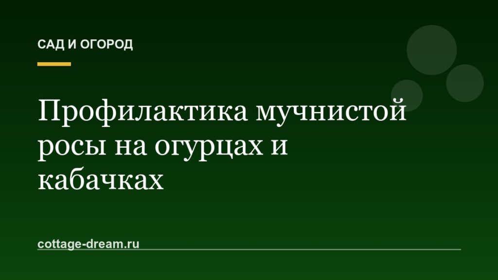 Профилактика мучнистой росы на огурцах и кабачках