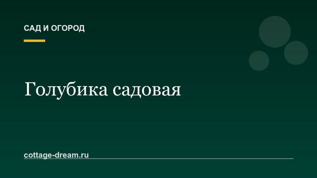 Голубика садовая: посадка и уход на даче