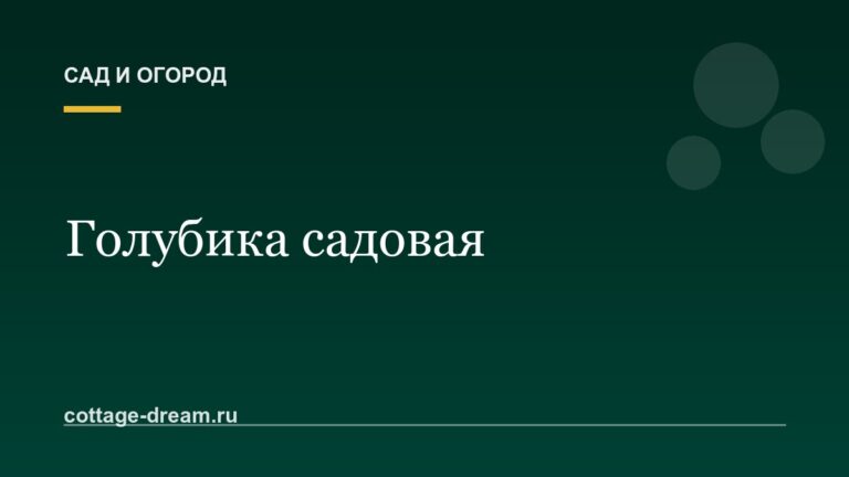 Голубика садовая: посадка и уход на даче