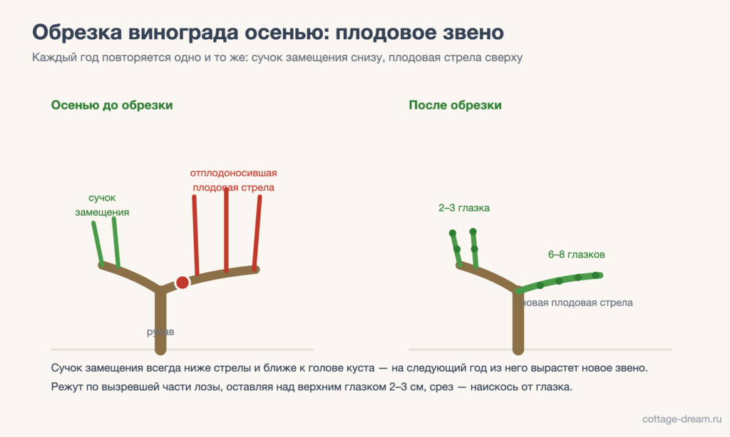 Схема обрезки винограда осенью: сучок замещения и плодовая стрела