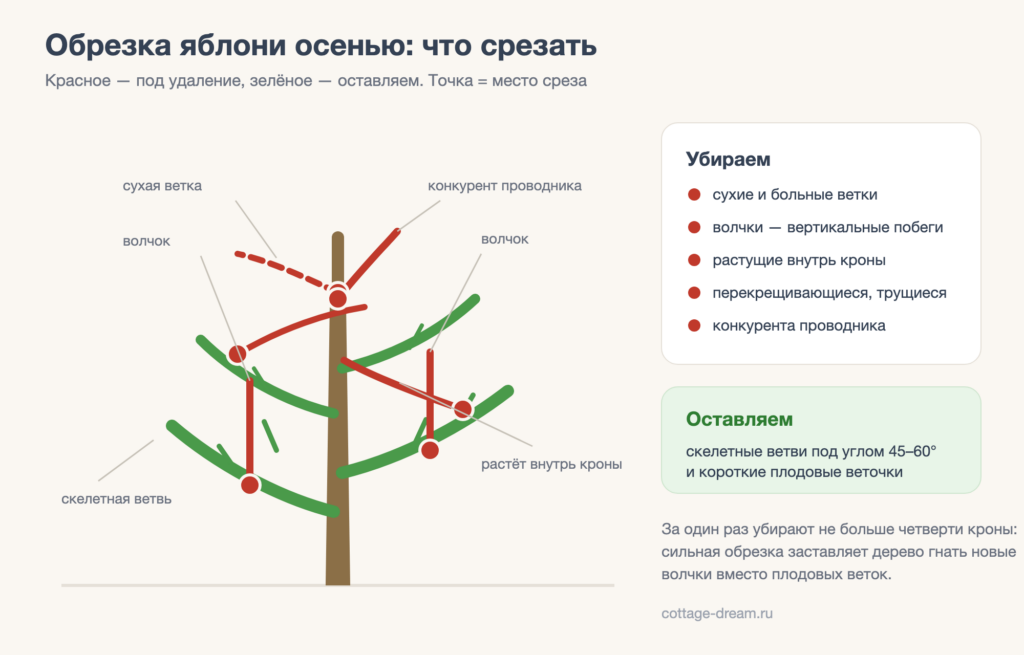 Схема обрезки яблони осенью: красным отмечены ветки под удаление