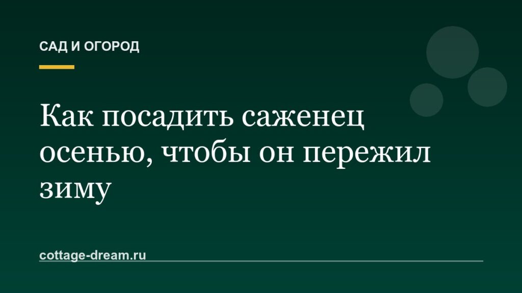 Как посадить саженец осенью, чтобы он пережил зиму