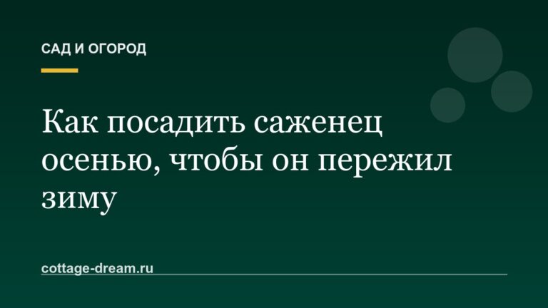 Как посадить саженец осенью, чтобы он пережил зиму