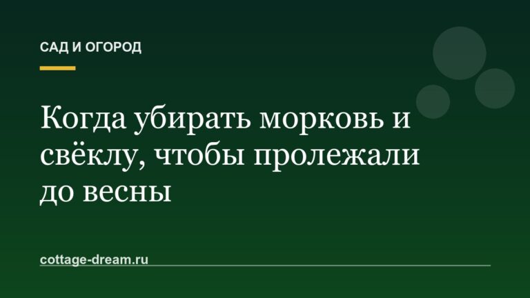 Когда убирать морковь и свёклу, чтобы пролежали до весны