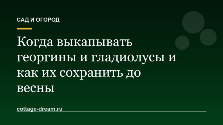Когда выкапывать георгины и гладиолусы и как их сохранить до весны