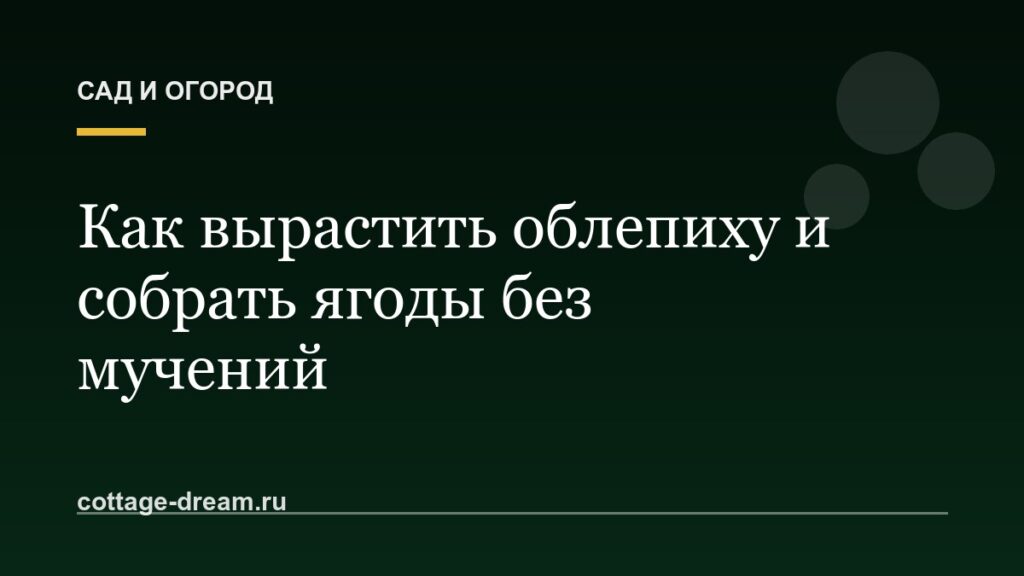Как вырастить облепиху и собрать ягоды без мучений