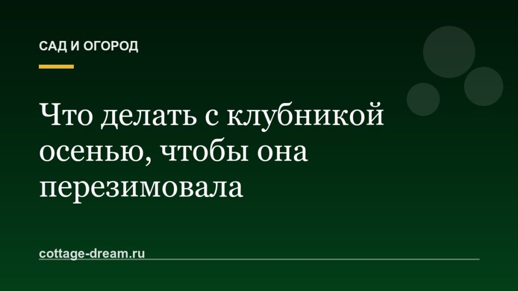 Что делать с клубникой осенью, чтобы она перезимовала