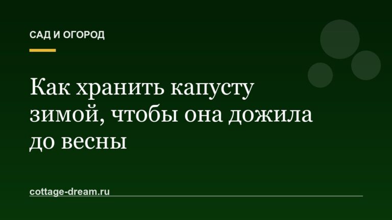 Как хранить капусту зимой, чтобы она дожила до весны