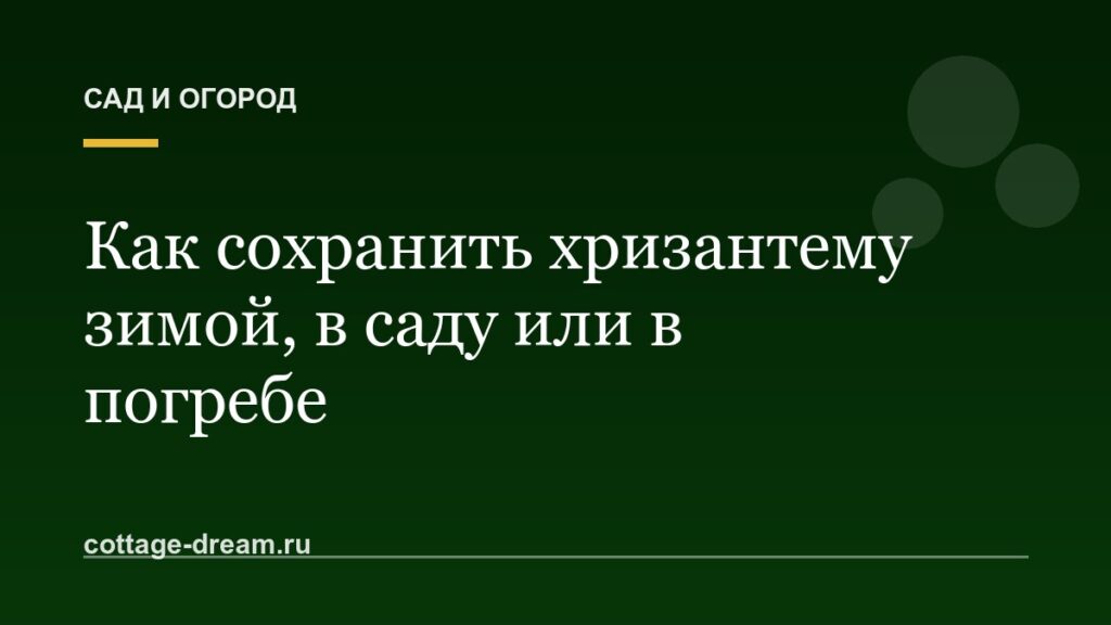 Как сохранить хризантему зимой, в саду или в погребе