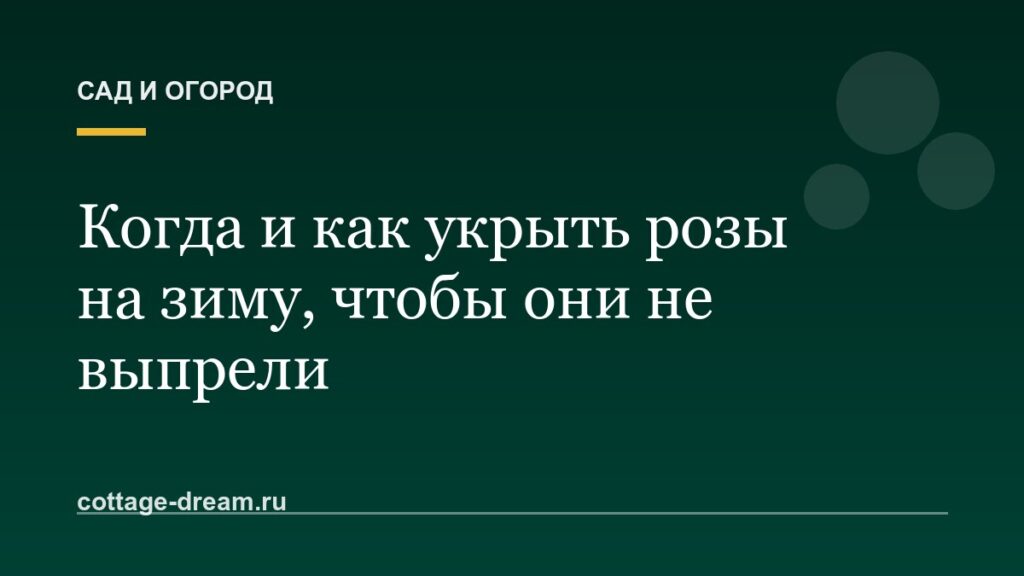 Когда и как укрыть розы на зиму, чтобы они не выпрели
