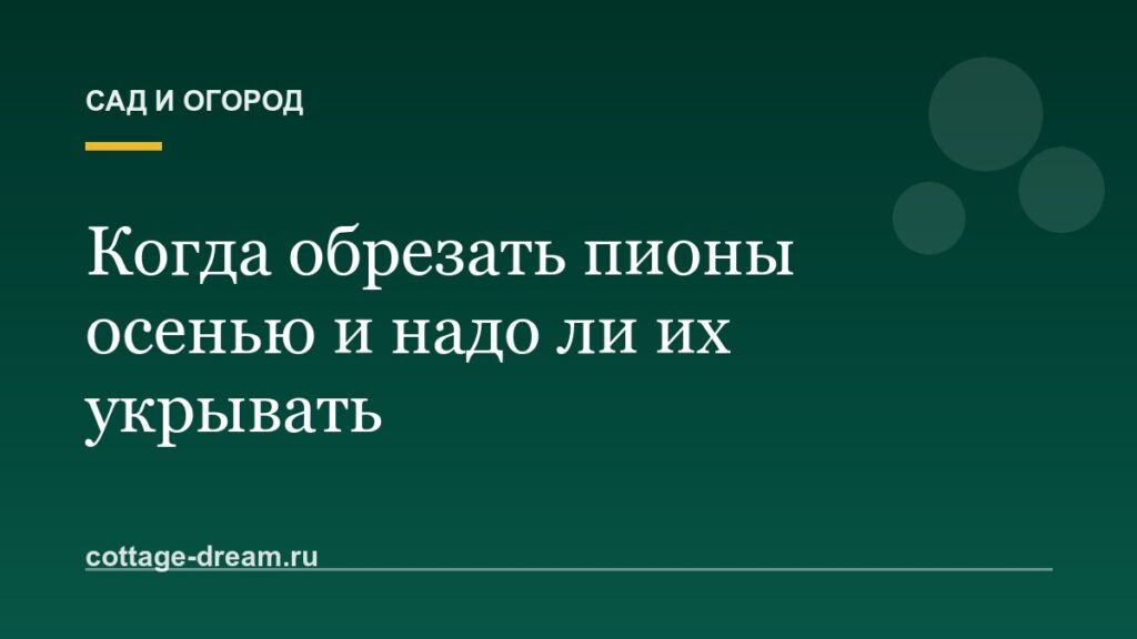 Когда обрезать пионы осенью и надо ли их укрывать