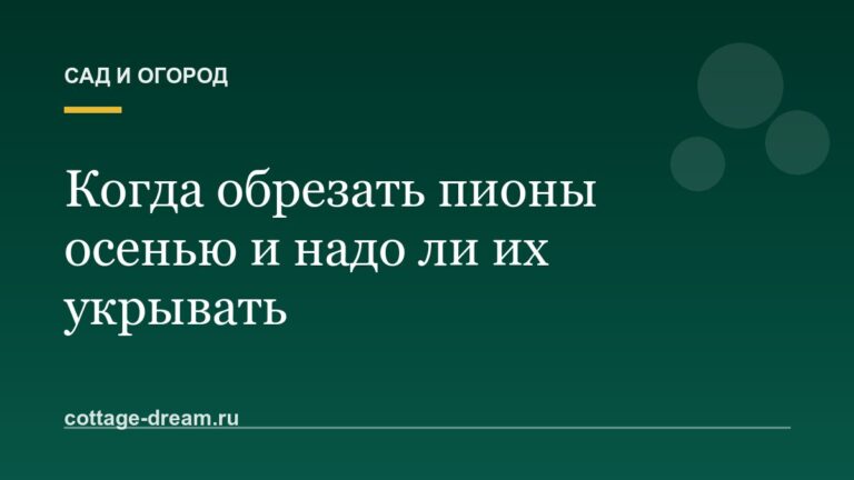 Когда обрезать пионы осенью и надо ли их укрывать