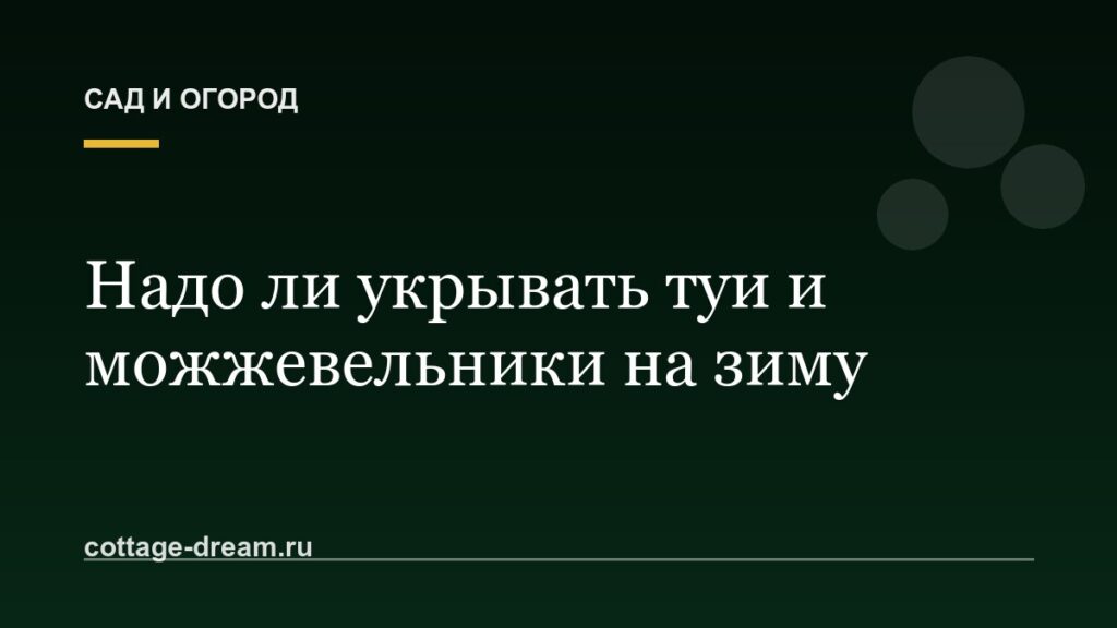 Надо ли укрывать туи и можжевельники на зиму