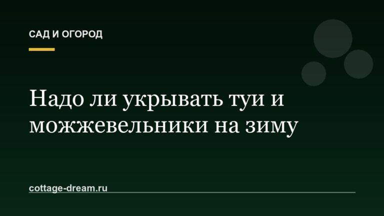 Надо ли укрывать туи и можжевельники на зиму